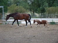 Bienvenue au Poney Club de Saumur